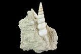 Fossil Gastropod (Haustator) Cluster - Damery, France #74507-1